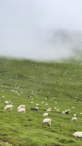 #nature #dhorpatan #welcometozordyycity #monsoon #bukipatan #nepal #explore #beauty 