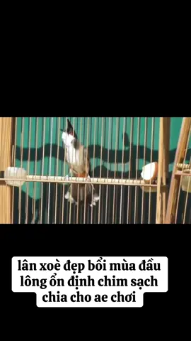 #chaomaobaydau #xuhuongtiktok 
