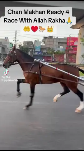 چن مکھن تیار ہے اللہ رکھا گھوڑوں سے ریس کے لیے  Allah Pak Chan Makhan Ko Kamyaab kre Ameen Sum Ameen 🤲♥️👑🐎