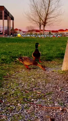 العزله هي السلام🤎#العزله_مؤلمه_لكنها_راحه_نفسيه🖤😴 #بياع_من_يشتري_حلمي_وماواويلي🎶 #اخر_عباره_نسختها🥺💔🥀 #عباراتكم_الفخمه🦋🖤🖇 