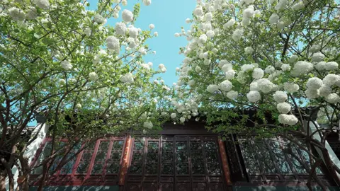 Mộc tú cầu là loài hoa thuộc chi tú cầu nhưng thân gỗ, thân nhỏ. Hoa có màu trắng muốt, mọc thành khối tròn, thường nở vào dịp tháng 4-5 hàng năm và mùa hoa tương đối dài, là điều kiện thuận lợi cho du khách lên kế hoạch du lịch. Địa điểm ngắm hoa mộc tú cầu nổi tiếng nhất ở Nam Kinh là thư viện Sùng Chinh - hoàng đế thời Minh - nằm trên núi Thanh Lương. Đây là một di tích lịch sửvăn hoá nổi tiếng thời Minh - Thanh và là thư viện lớn nhất ở khu vực phía nam sông Dương Tử. Ngay phía ngoài thư viện là hai cây mộc tú cầu lớn cao tới 5 m, nở hoa trắng xoá dịp đầu hè. Hai gốc hoa này có tuổi đời tới 600 năm. Những cành hoa trắng sà vào khung cửa sổ cổ kính, tạo nên khung hình thơ mộng. Hàng năm, rất đông du khách và nhiếp ảnh gia tới thư viện Sùng Chinh để ngắm hoa và chụp ảnh. So những loại hoa khác thì mộc tú cầu 