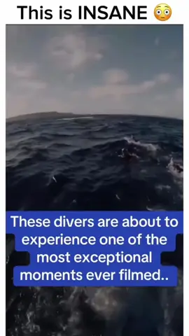 this epic!!! would you be scared to swim with a school of whales? #incredible #wow #whales #fyp 