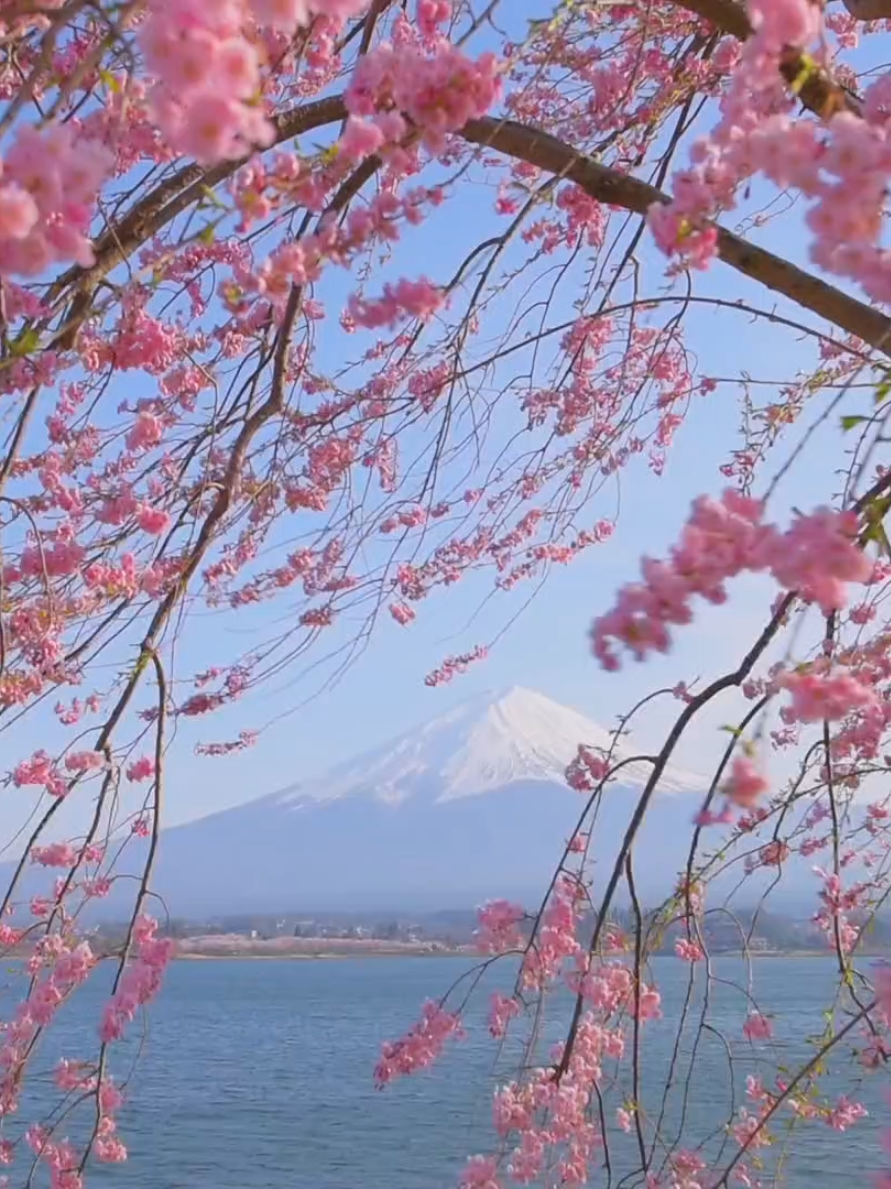 #sakura #japan #MountFuji #nuiphusi #nhatban #binhyen 