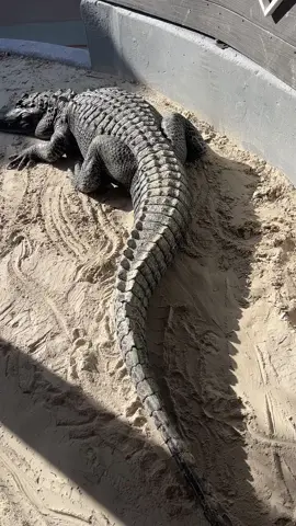 Take a close look at this American Alligators scutes!! These scutes help regulate there temperature and is also there armor!!! #fyp #alligator #crocodile #reptilesoftiktok #animals #donottrythisathome 