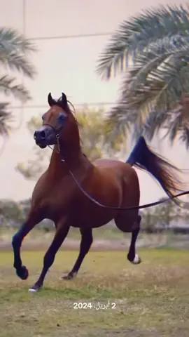 تعبت اجبر الخطر وانا خاطري مكسور#عشق_الخيل_ادمان #خيل #خيل_وخياله🐎 #خيل_عربي_اصيل #حصان #فرس #شعر #قصيد #fyp #v #اكسبلور #اكسبلورexplore 