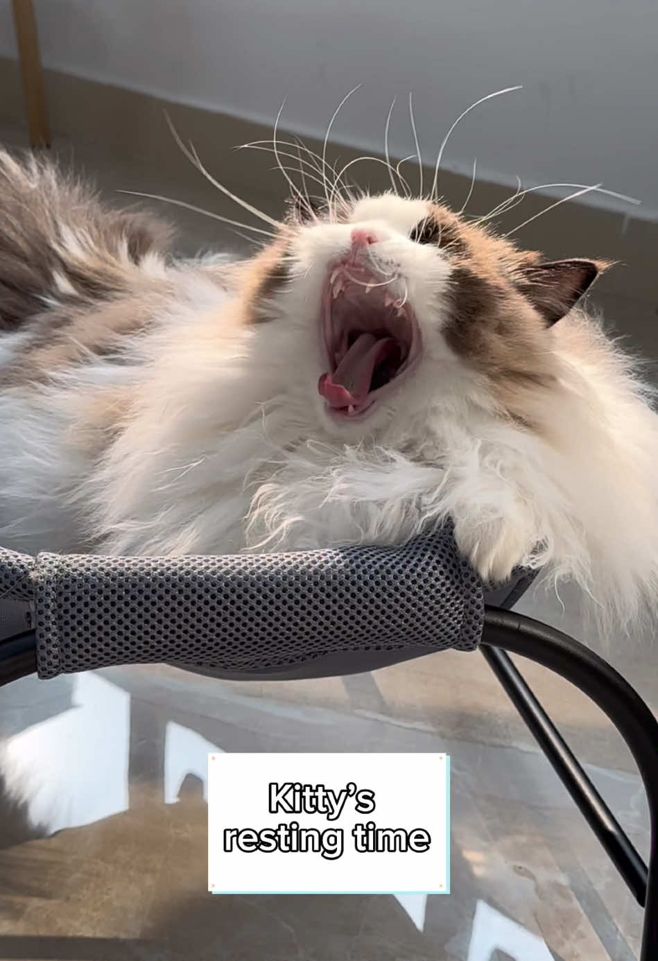 Sleepy cat  #kitten #cats #cuteanimals #catlover #catbed #cutecat #catsvideo #petcare #catlife #petsupplies #cattok #catsoftiktok 