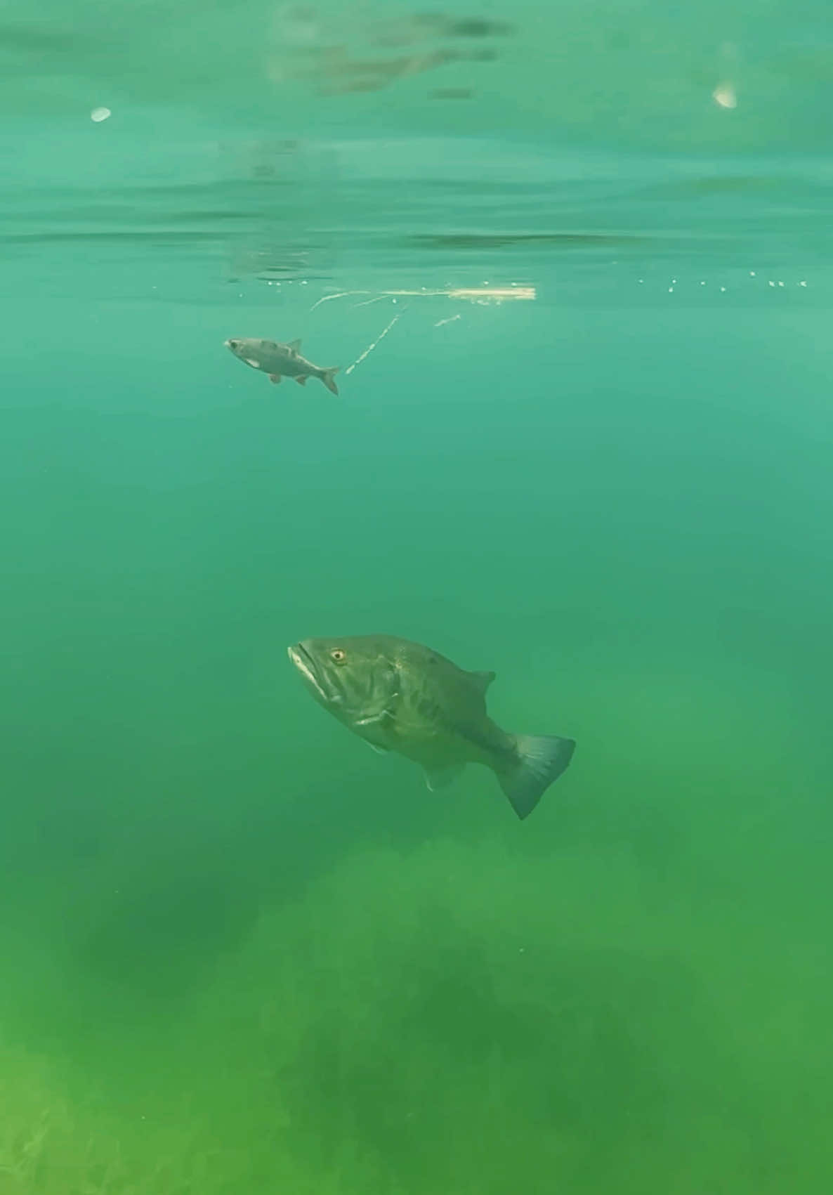 Underwater Predation at Its Finest! 🎥🐠 An incredible underwater hunting moment! Watch as this largemouth bass strikes with confidence and precision—no hesitation, just pure instinct! 🎣🔥 #bassfishing #blackbass #largemouthbass #バス釣り #ブラックバス #路亚 #黑鲈 #underwaterfootage #bigbassdreams #pêche #agronekrofish 