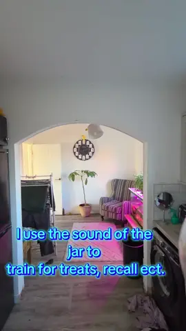 Silo is chilling on the lamp shade. please note. they are never left unsupervised unless in the main safe room and even then only for brief periods. A family member lives with us so we are lucky they have so much time with us and outside of their cages. We only cage when they cant be supervised in turn risking their safety #siloandthenut #fyp #peanut #tameparrots #parrottraining #freefly. #ringneckparrot #ringneck #indianringneck #parrotsoftiktok #siloandthenut #fyp #peanut #tameparrots #parrot #parrots #birdsoftiktok #birds #parrotstalking #petbirds #cute #birdbath #tameparrot #funnybirds #chick #silo #taming #birds  #IRN #lutino #parrottraining #ringnecktraining #freefly