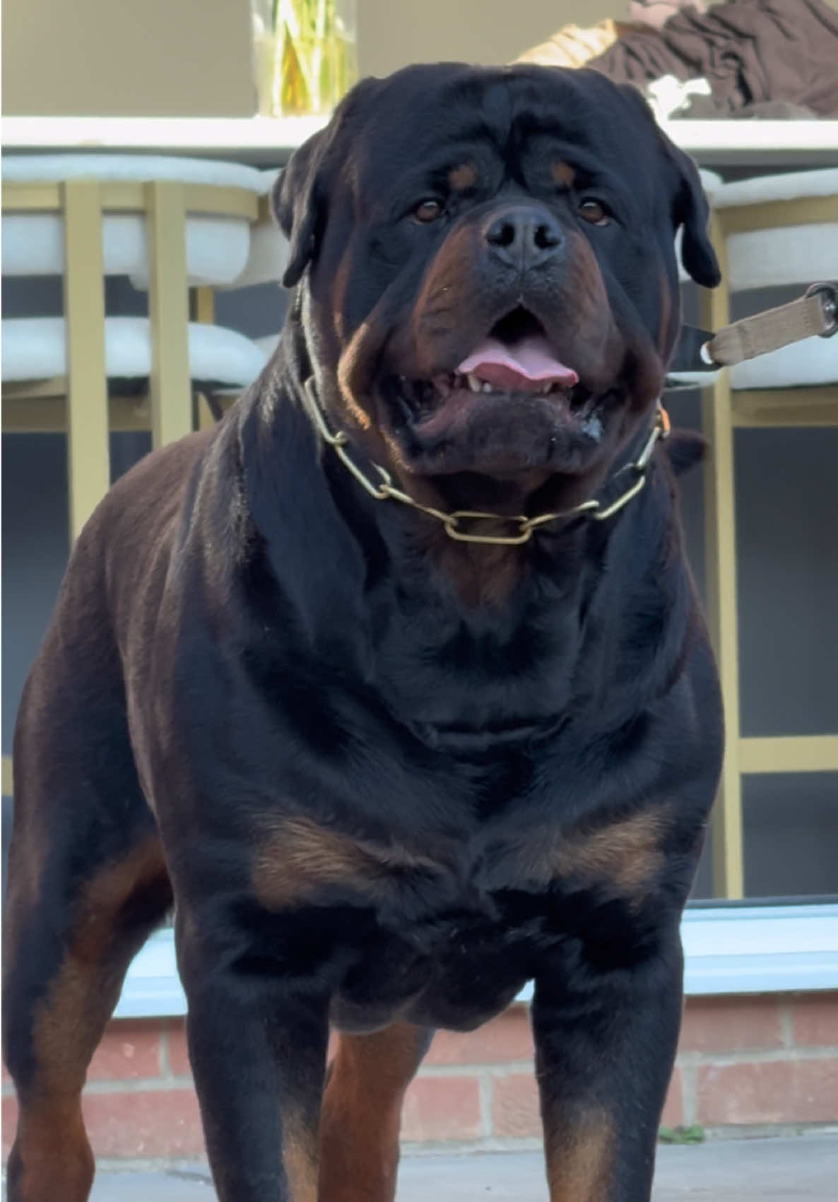 Big Vin the Rottweiler 💪🏼 #rottie #rottweiler #rottweilers #dog #dogs #puppy #puppies #puppyoftiktok #rottweilerstud #rottiestud #rottweilersoftiktok #rottweileroftiktok #fyp #funnydogvideos #securitydog #dogvideos #dogtok #bigdog #bigdogs #explore #bigdogsoftiktok #rottweilerpuppy #rottweilerpuppies #puppiesoftiktok #dogvideos #tiktokdogs #rottweilerworld #rottweilerlove #rottiesoftiktok #tiktokdogs 
