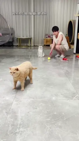 #cat #funnycat #catvideo 