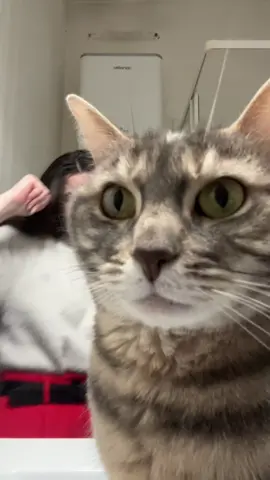 #cats #catsoftiktok #chat #chats #videos #catslovers #catslife #chatsurtiktok #viral #fypシ #fyp #pourtoii #animalsoftiktok #goodvibesonly #goodvibes #catsmusical #pourtoi #annee2000 #animal #animalsreact #femmelikeyou 