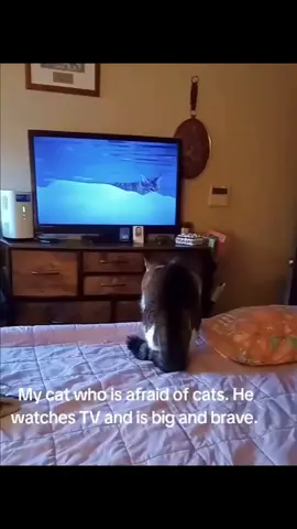 #смешноевидео #funnyvideos😂 #fannyvideo #funnycats #смешныекоты #смешныекотики