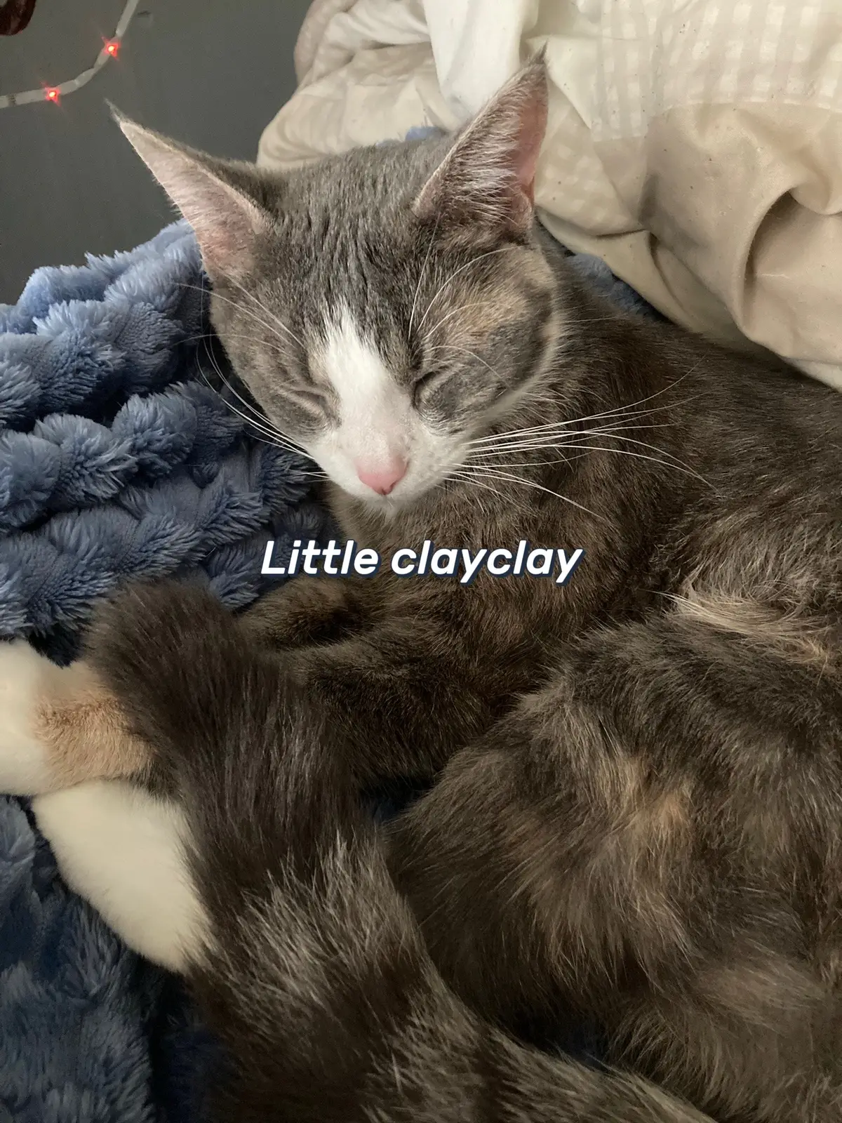 I miss my baby kitty (she’s right next to me) 💔 #ilovecats #catsoftiktok #mybaby #kitten #ilovemycat