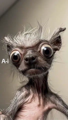 #funnytiktok #viral_video #viral_video_tiktok #funnydog 