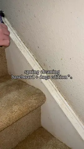 The staircase baseboards😭🐾 #springcleaning #cleaning #CleanTok #cleaningtiktok #cleanwithme #dogmomlife #gentlegiant #greatdanesoftiktok #cleaninghacks #cleaningmotivation #cleaningtips #cleaningtok #nc #northcarolina #dirty #deepclean #satisfyingcleaning #realistic 