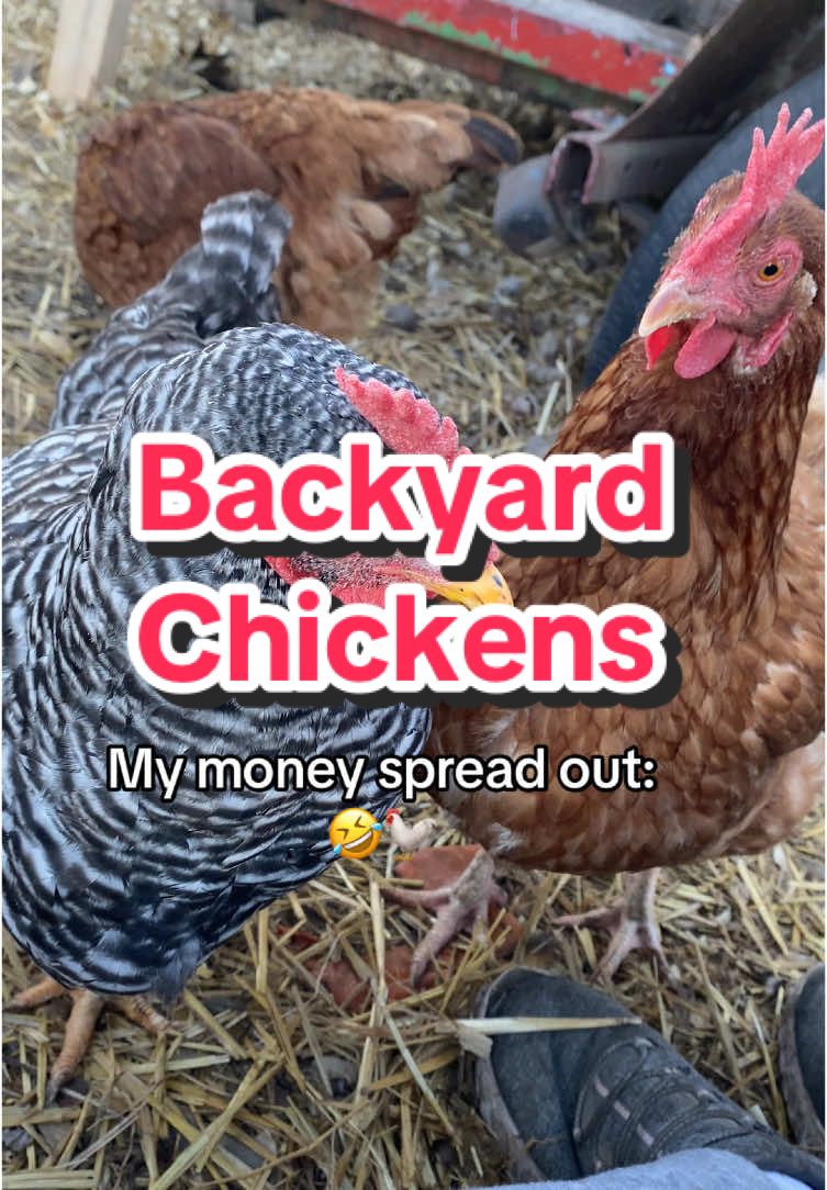 Money well spent👍🏻😊🤷🏼‍♀️ #chickens #backyardchickens #raisingchickens 