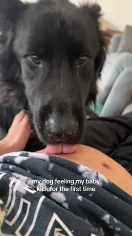 He melts my heart 🥹 Such a special moment.  #babykicks #dogfeelsbabykick #dog #germanshepherd #babygirl #pregnant #baby #dogandbaby 