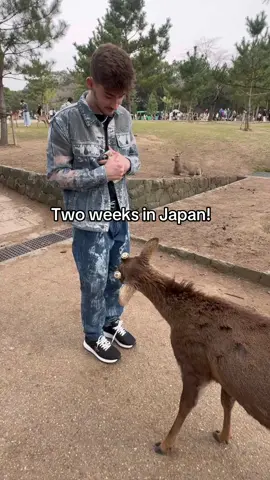 our ENTIRE Japan trip  . #japan #dogsbylogan #osaka #tokyo #kyoto