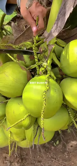 #bibittanaman #bibitbuahmurah #bibitbuah #bibitkelapa #kelapawulung #kelapapandanwangi #kelapaentok #kelapakopyor #kelapagading #kelapahibrida 