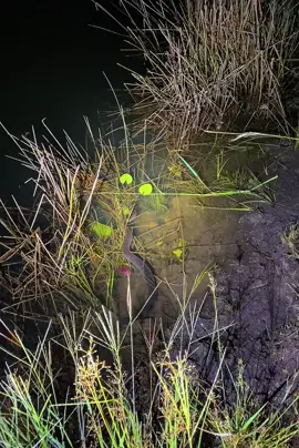 Đi câu đêm gặp cảnh này nửa anh em dân Miền Tây chắc biết rắn gì rồi #hthsanbatmientay #randoc #ranvoivoi 