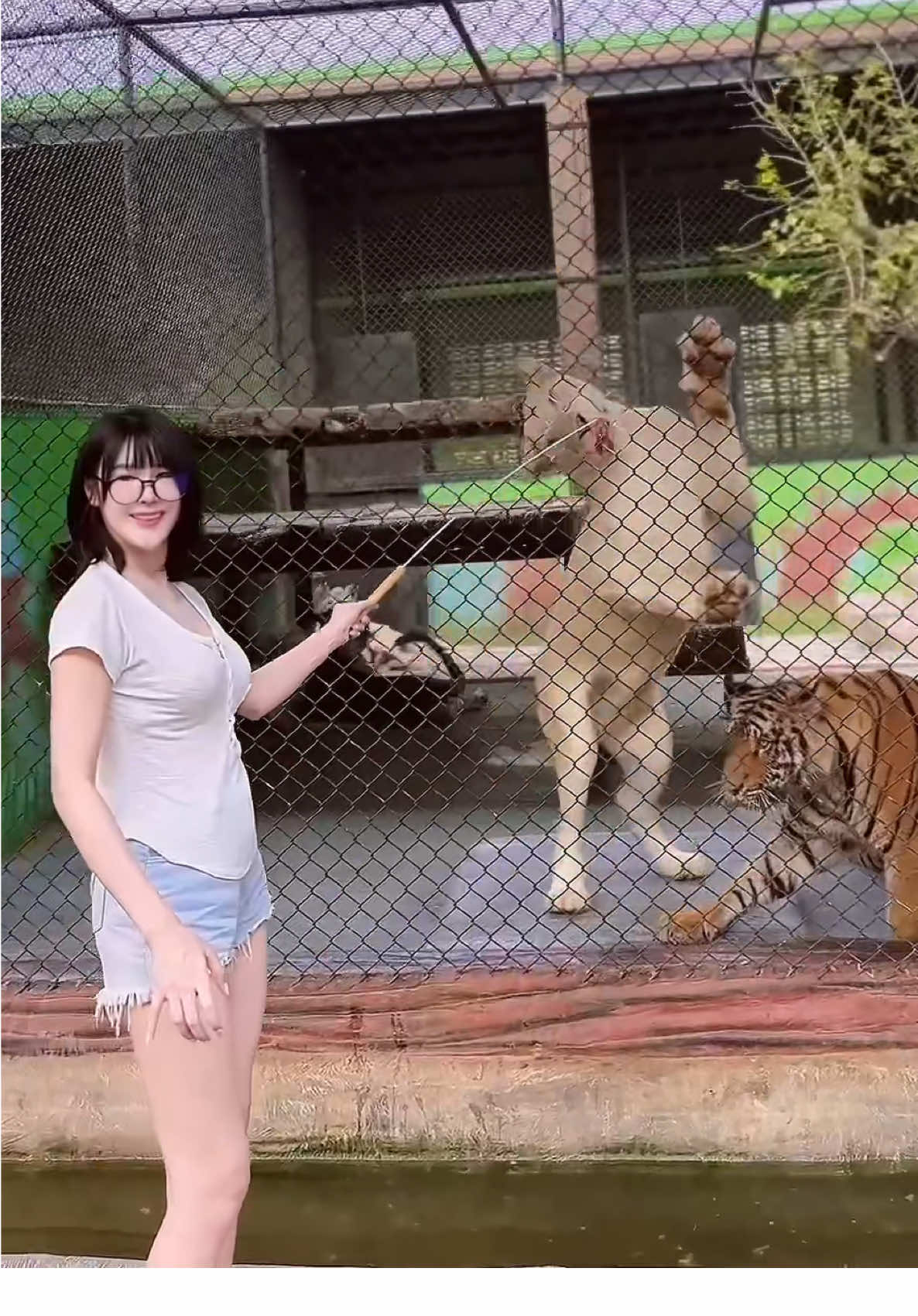 ให้อาหารน้องได้นะคะ🥰🐯🐅🐆#เสือ #ให้อาหารเสือ 