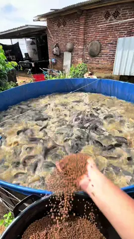 konsumsi isi 8-9/kg ikan lele #petanilele #kolamterpal #perikanan #edukasi #fakesituation⚠️ #fyp #lelekonsumsi 