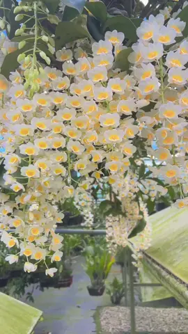 Siêu phẩm kiều vuông khoe sắc #hoalan #hoalanhoanganh #xuhuong 