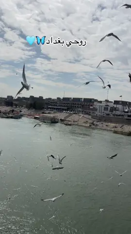 تحبين بغداد🥰💞.                                            #🇮🇶العراق🇮🇶مشاهير_العرب_تيك_توك #الشعب_الصيني_ماله_حل #اكسبلورexplore❥☹️❤️‍🔥❤️‍🔥🎌 #💕💕💕💕💕💕💕💕💕💕💕💕💕 