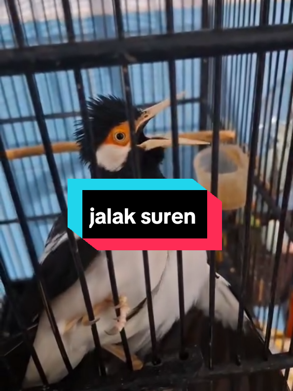 jalak suren isian mewah... #suren #jalaksuren #jalaksurengacor #jalaksurenindonesia 