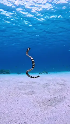 Sea snakes are some of the ocean’s most fascinating and misunderstood creatures 🐍🌊 Unlike their land-dwelling relatives, these reptiles have adapted to life in the sea, with paddle-like tails for swimming and the ability to hold their breath for up to two hours! Most are highly venomous, but they’re also quite shy and rarely aggressive toward divers. Fun fact: Despite living in saltwater, sea snakes don’t drink seawater—they wait for rain to create a thin layer of fresh water on the ocean’s surface! 💧 Spotted this stunning banded sea krait in Okinawa, Japan—what a mesmerizing swimmer! 🖤🤍 🎥 IG 'haluo___'