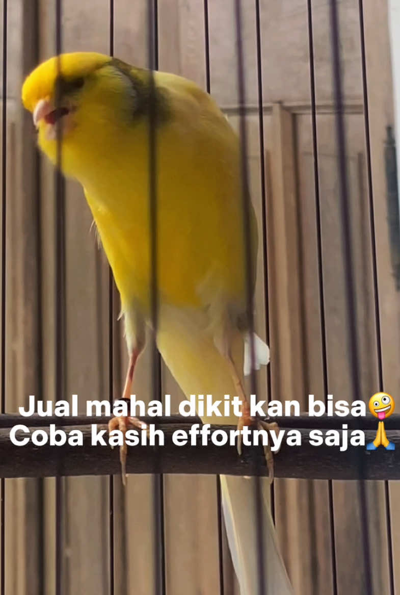 X2 gapapa deh 😁 #fyp #xyzbca #kicaumania #kicaumaniaindonesia #fypシ #kenari #kicauburung #xycba 