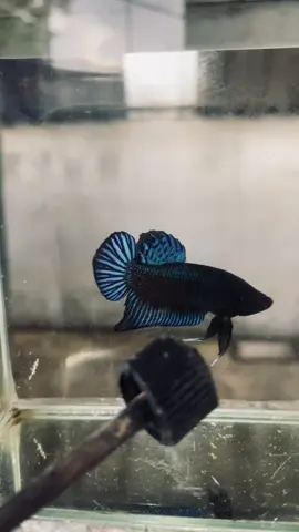 #ปลากัดหม้อ #ปลากัดสวยงาม #ปลากัดป่า #ปลากัด 