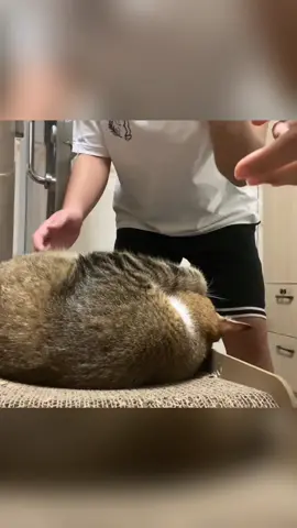 The cat that is forced to wake up 😹😹#funny #cat #tiktok #usa🇺🇸 #pet #funnyvideos 
