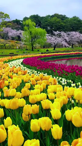 #最美的春天  浪漫的季节#とても美しい春の景色 #Japanese  spring  scenery