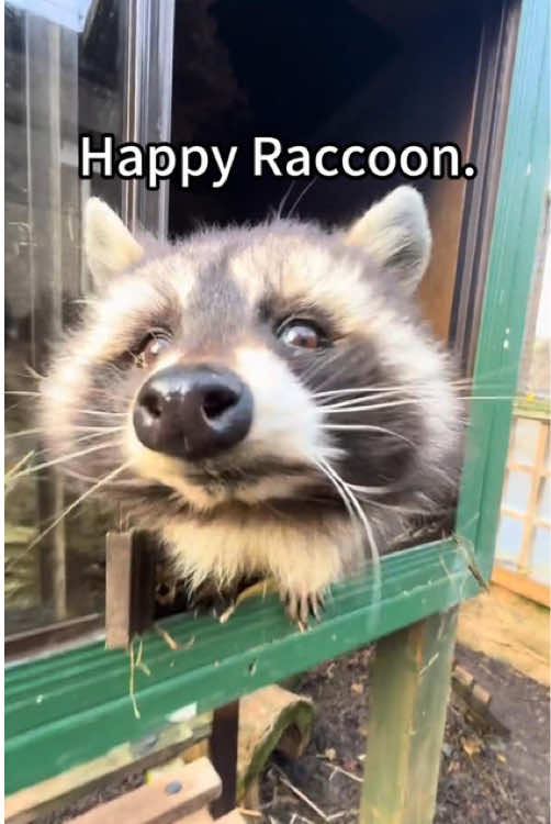 Happy happy Raccoon😂🤣🥰#raccoon #raccoons #raccoonsoftiktok #raccoonlove #raccoonlover #trashpanda #raccoonlife #wildlife #rocketraccoon #raccoonoftiktok 