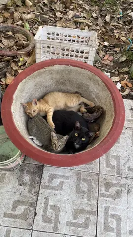 3ae nhùn giống nhau ghê #meow #meo #95haugiang 