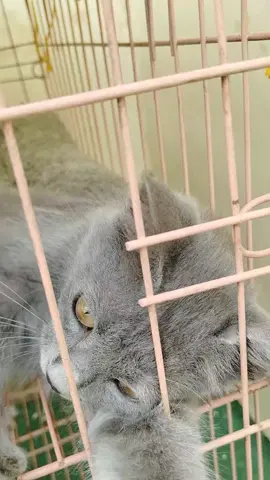 Bubu