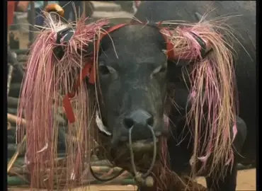 Tradisional, Kaharingan Dayak Ngaju #kalteng #upacaratiwah #fyp #dayakngaju 