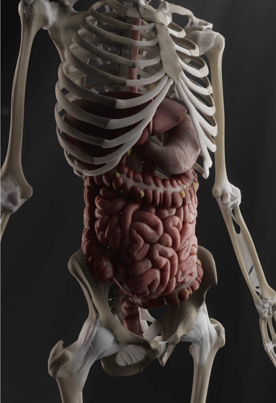 Your skeleton isn’t just there to keep you upright—it’s also your body’s secret stash of calcium, which your digestive system constantly borrows to keep things moving (literally). Meanwhile, your jaw—the only part of your skull that can move—spends its time crushing food into something your stomach won’t complain about. It’s a delicate partnership: your bones feed your digestion, and your digestion fuels your bones. Basically, you’re a walking self-maintaining biomechanical contraption. Weird, right? #medstudentlife #anatomynerd #humanbody #skeletalsystem #digestivesystem #medicalfacts #futuredoctors #physiology #studymedicine #ScienceIsCool #weirdanatomy 