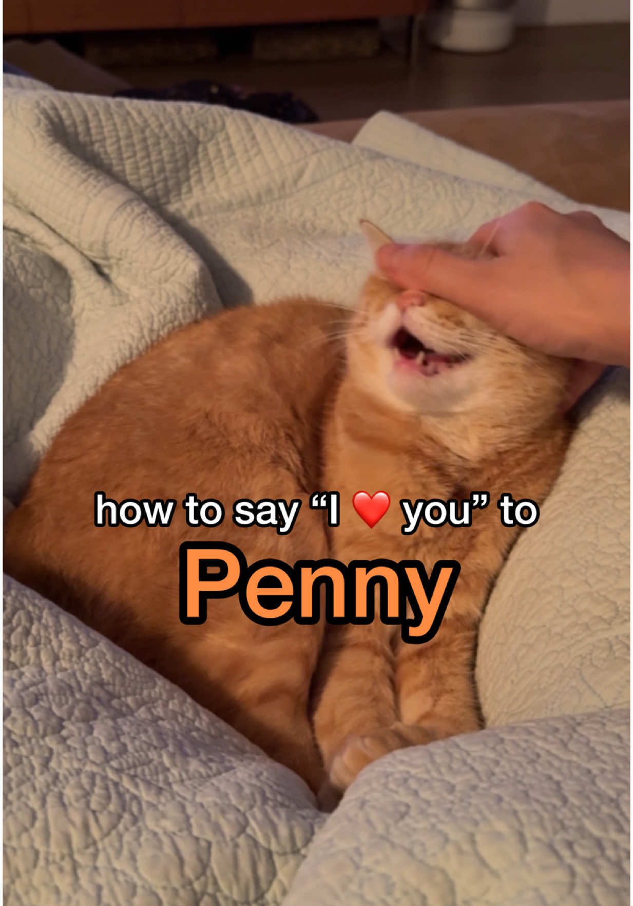 how to really say I love you to your cats