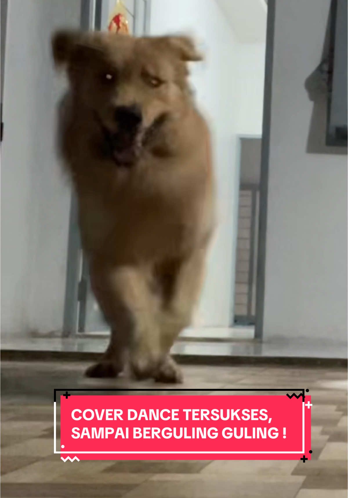 😭😭 Tidak bisa berkata kata  #fyp #fyppppppppppppppppppppppp #foryou #foryourpage #jennie #kalimantanbarat #pontianak #goldenretriever #dogfunny #funnyvideos 