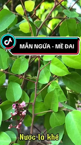 Lá khế nấu nước tắm giúp giảm ngứa, kháng viêm, làm dịu da, hỗ trợ điều trị rôm sảy, mẩn ngứa và viêm da hiệu quả.#NGUYỄNHƯỞNG19 #baithuocdangian #suckhoetunhien #suckhoetucanbep #chualanhtunhien #viralvideo #chualanh #meovatcuocsong 