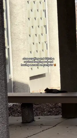 Take a little study break and admire a campus squirrel. 💙🐿️ #college #collegelife #studentlife #squirrel #squirrelsoftiktok 