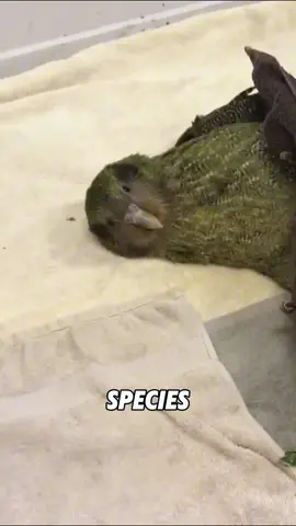 “Kakapo”#fyp #tiktok #animals #foryou #viral #cute #shorts 