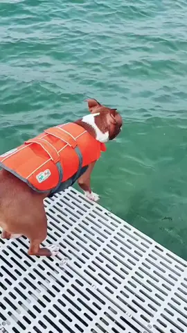 #onthisday #bostonterriersoftiktok #bostonterriers #cutedogs 