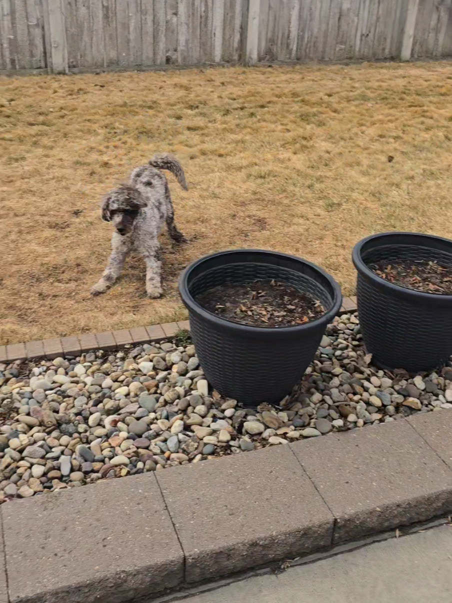 Pawsitively Fun Moments with Your Dog! Love going outside in the morning and enjoying the brisk air. #dogsoftiktok   #petfun  #doglover   #cutepet  #pethobby #fyp #foryoupage 