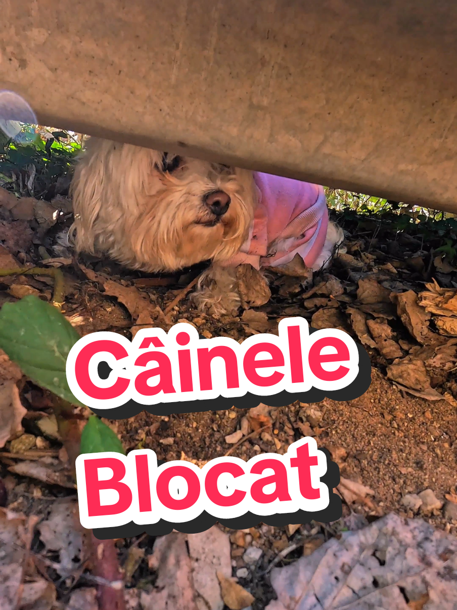 Câinele blocat #fyp #viral_video #dog #nature 