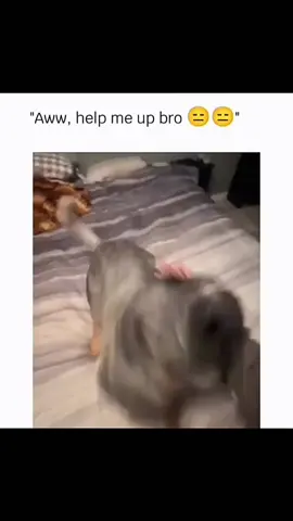 Funny dogs compilation #funnydog #funnypet #cutedog #dogsoftiktok #doglover #dog 