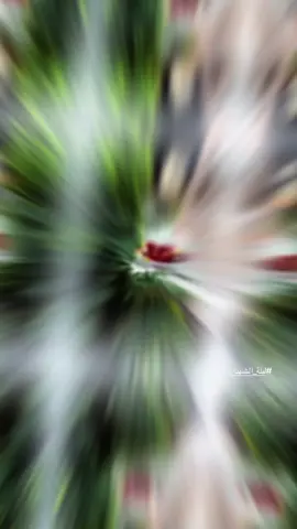 #CapCut #ليلة_الجمعة #ليلة_الشهداء #ليلة_الشهداء🕊️ #iraq #iraq🇮🇶 #الشهداء #الشهداء_احياء_عند_ربهم_يرزقون💔😔 #قالب_كاب_كات #قوالب_كاب_كات #رمح #رمح_ريام 