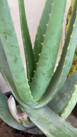 طريقة استخدام صبار الألوفيرا😉❤️❤️ #fyp #plants #AloeVera #صبار #tiktok 